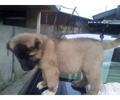 Caucasian shepherd puppies - Image 2