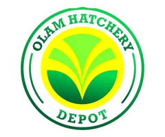 Olam Integrated Feed & Poultry Breeding - Image 1