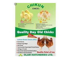 Olam Integrated Feed & Poultry Breeding - Image 2