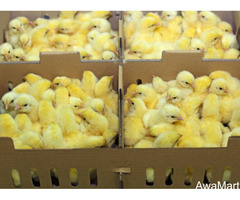 Olam Feed and Hatcheries - Image 1