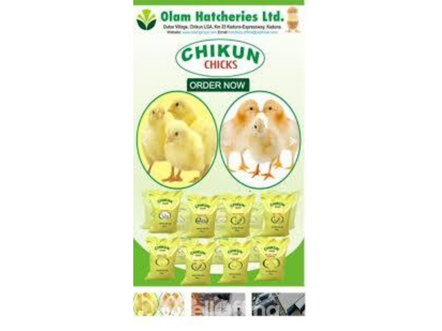 Olam Feed Mill and Hatcheries (Chikun and Ultima Feed) - 5