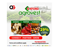 OXFORD AGROVEST - Pepper, Ginger and Tumeric Farming (Call 08106471906) - Image 2