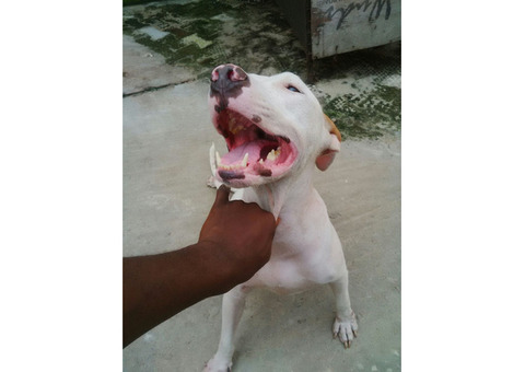 Cute/Pure /Full breed Pitbull Dog/puppy For Sale Going For N55,000 Contact:08145445191