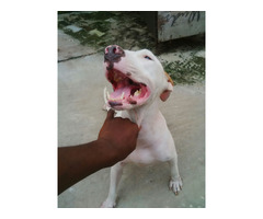 Cute/Pure /Full breed Pitbull Dog/puppy For Sale Going For N55,000 Contact:08145445191