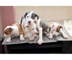 Cute/Pure /Full breed Pitbull Dog/puppy For Sale Going For N55,000 Contact:08145445191