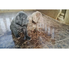 Cute/Pure /Full breed Neapolitan Mastiff Dog/puppy For Sale Going For N55,000 Contact:08145445191