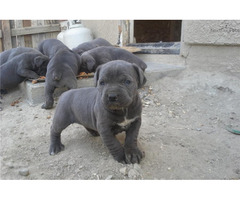Cute/Pure /Full breed Neapolitan Mastiff Dog/puppy For Sale Going For N55,000 Contact:08145445191
