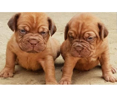 Cute/Pure /Full breed French Mastiff Dog/puppy For Sale Going For N55,000 Contact:08145445191