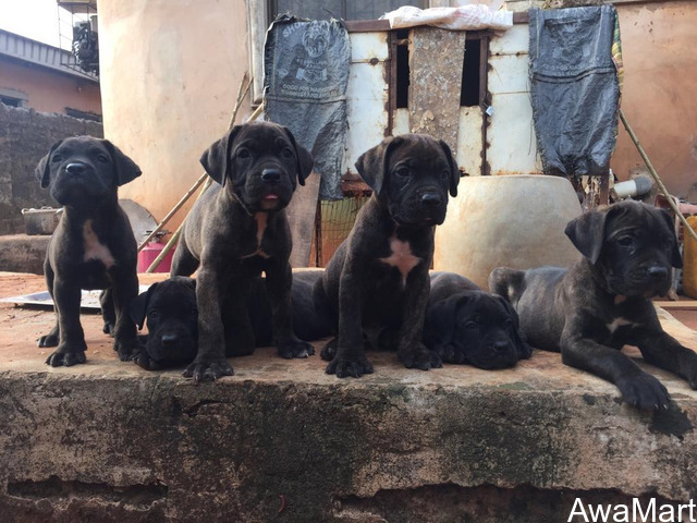 Cute/Pure /Full breed Cane Cosor Dog/puppy For Sale Going For N55,000 Contact:08145445191 - 1