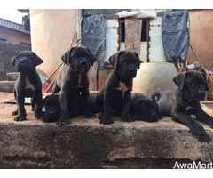Cute/Pure /Full breed Cane Cosor Dog/puppy For Sale Going For N55,000 Contact:08145445191 - Image 1