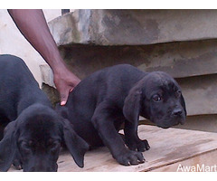 Cute/Pure /Full breed Cane Cosor Dog/puppy For Sale Going For N55,000 Contact:08145445191 - Image 2
