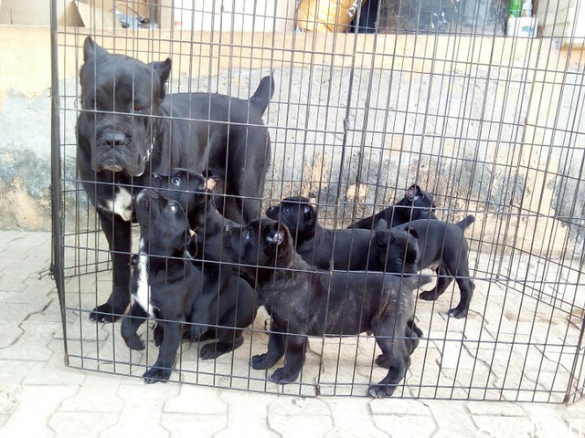 Cute/Pure /Full breed Cane Cosor Dog/puppy For Sale Going For N55,000 Contact:08145445191 - 3
