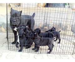 Cute/Pure /Full breed Cane Cosor Dog/puppy For Sale Going For N55,000 Contact:08145445191 - Image 3