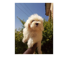 Cute/Pure /Full breed Cotton De Tulear Dog/puppy For Sale Going For N55,000 Contact:08145445191