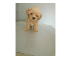 Cute/Pure /Full breed Cotton De Tulear Dog/puppy For Sale Going For N55,000 Contact:08145445191 - Image 2