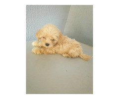 Cute/Pure /Full breed Cotton De Tulear Dog/puppy For Sale Going For N55,000 Contact:08145445191 - Image 3
