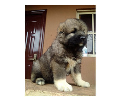 Cute/Pure /Full breed Caucasians Dog/puppy For Sale Going For N55,000 Contact:08145445191 - Image 1