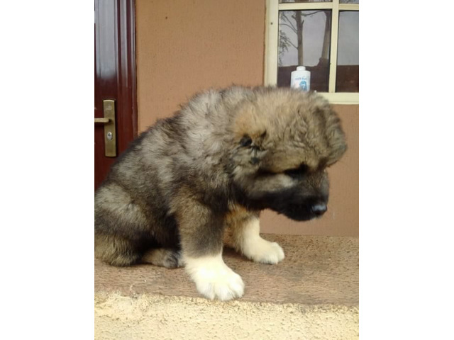 Cute/Pure /Full breed Caucasians Dog/puppy For Sale Going For N55,000 Contact:08145445191 - 2