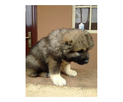 Cute/Pure /Full breed Caucasians Dog/puppy For Sale Going For N55,000 Contact:08145445191 - Image 2