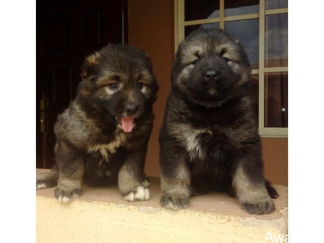 Cute/Pure /Full breed Caucasians Dog/puppy For Sale Going For N55,000 Contact:08145445191 - 3