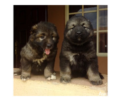 Cute/Pure /Full breed Caucasians Dog/puppy For Sale Going For N55,000 Contact:08145445191 - Image 3