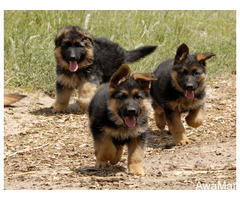 Cute/Pure /Full breed German Shepherd Dog/puppy For Sale Going For N55,000 Contact:08145445191