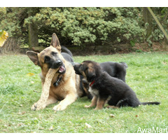 Cute/Pure /Full breed German Shepherd Dog/puppy For Sale Going For N55,000 Contact:08145445191 - Image 3
