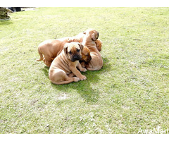 Cute/Pure /Full breed Boerboel Dog/puppy For Sale Going For N55,000 Contact:08145445191 - Image 1