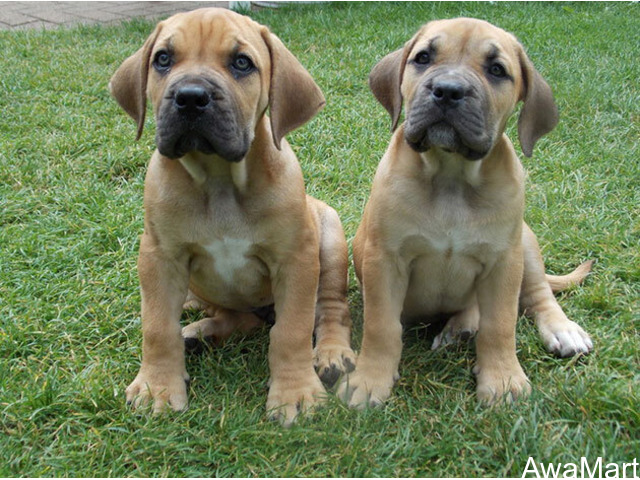Cute/Pure /Full breed Boerboel Dog/puppy For Sale Going For N55,000 Contact:08145445191 - 2
