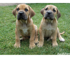 Cute/Pure /Full breed Boerboel Dog/puppy For Sale Going For N55,000 Contact:08145445191 - Image 2