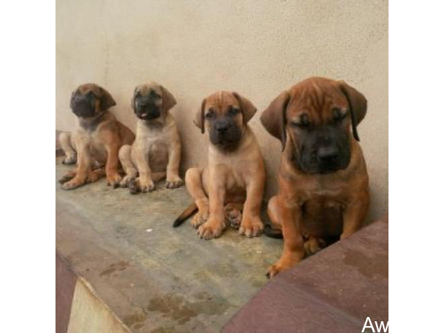 Cute/Pure /Full breed Boerboel Dog/puppy For Sale Going For N55,000 Contact:08145445191 - 3