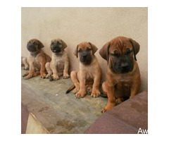 Cute/Pure /Full breed Boerboel Dog/puppy For Sale Going For N55,000 Contact:08145445191 - Image 3