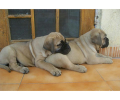 Cute/Pure /Full breed Bull Mastiff Dog/puppy For Sale Going For N55,000 Contact:08145445191
