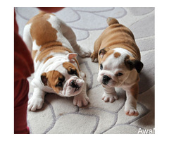Cute/Pure /Full breed Bulldog Dog/puppy For Sale Going For N55,000 Contact:08145445191 - Image 1