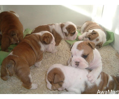 Cute/Pure /Full breed Bulldog Dog/puppy For Sale Going For N55,000 Contact:08145445191 - Image 2