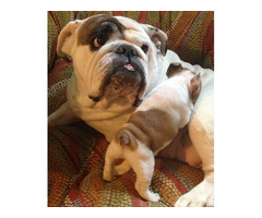 Cute/Pure /Full breed Bulldog Dog/puppy For Sale Going For N55,000 Contact:08145445191 - Image 3