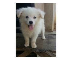 Cute/Pure /Full breed Samoyed Dog/puppy For Sale Going For N55,000 Contact:08145445191