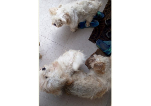 Cute/Pure /Full breed Lhasa Apos Dog/puppy For Sale Going For N55,000 Contact:08145445191