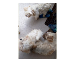 Cute/Pure /Full breed Lhasa Apos Dog/puppy For Sale Going For N55,000 Contact:08145445191 - Image 1
