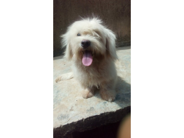Cute/Pure /Full breed Lhasa Apos Dog/puppy For Sale Going For N55,000 Contact:08145445191 - 2
