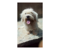 Cute/Pure /Full breed Lhasa Apos Dog/puppy For Sale Going For N55,000 Contact:08145445191