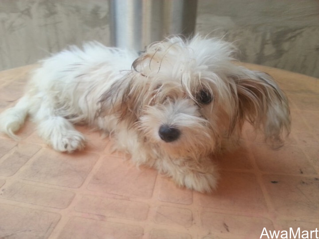 Cute/Pure /Full breed Lhasa Apos Dog/puppy For Sale Going For N55,000 Contact:08145445191 - 3