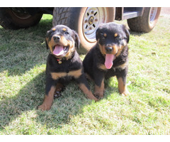 Cute/Pure/Full breed Rottweiler Dog/Puppy Available For Sale Going For N55,000 Contact:08145445191 - Image 1
