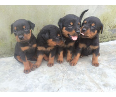 Cute/Pure/Full breed Rottweiler Dog/Puppy Available For Sale Going For N55,000 Contact:08145445191 - Image 2