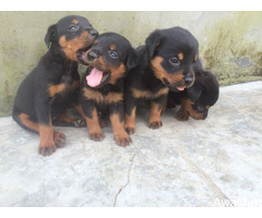 Cute/Pure/Full breed Rottweiler Dog/Puppy Available For Sale Going For N55,000 Contact:08145445191 - Image 3