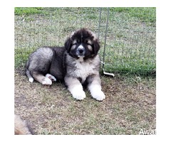 pure breed caucasian puppies for sales