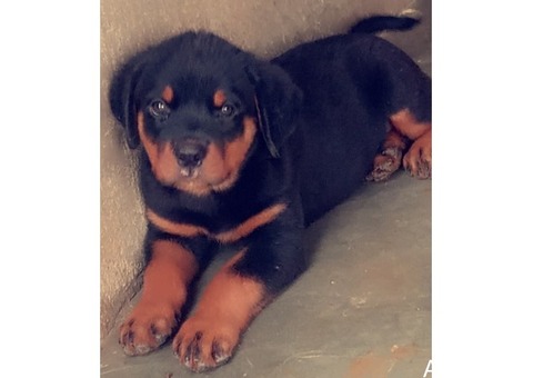 pure breed rottweiler puppies for sales