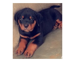 pure breed rottweiler puppies for sales