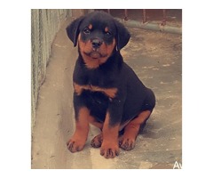 pure breed rottweiler puppies for sales