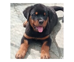 pure breed rottweiler puppies for sales